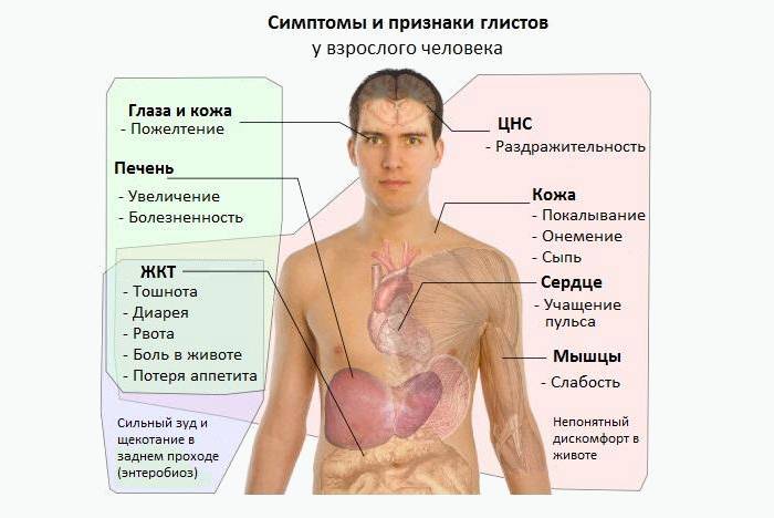 Симптомы глистов в организме человека и средства для очищения кишечника