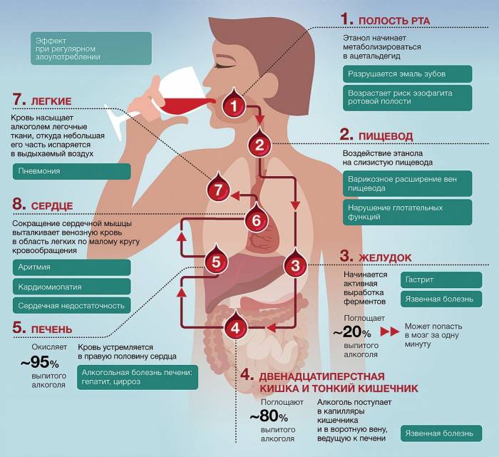 Как алкоголь влияет на ваше тело