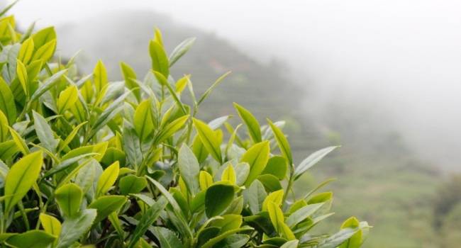 Науково доведена користь зеленого чаю для здоров'я