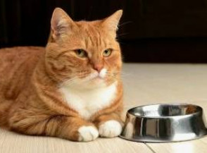 6 продуктов, которые нельзя давать кошке