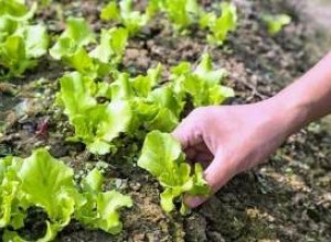 Как вырастить салат, чтобы получать урожай в течение всего сезона