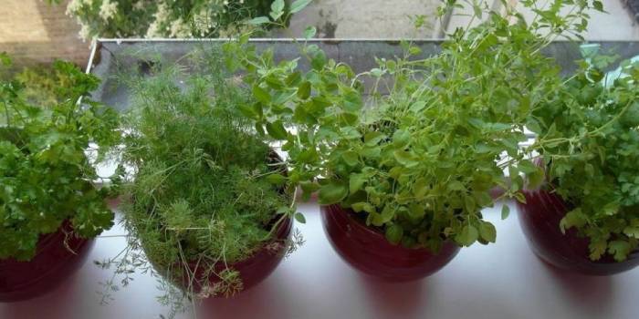 Выращивание зелени дома на подоконнике