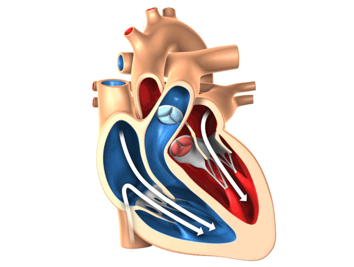 Как работает сердце