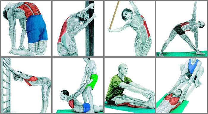 Упражнения на растяжку мышц спины