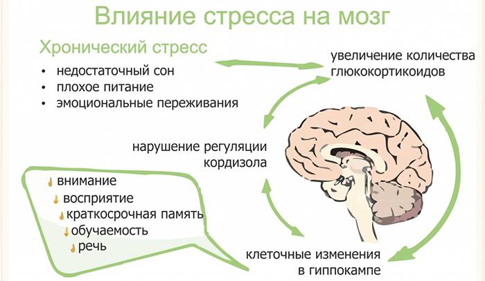 Действие на мозг