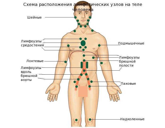 Лимфоузел справа у мужчины. Лимфатические узлы схема расположения. Паховые лимфатические узлы схема. Паховые лимфоузлы у мужчин расположение схема. Лимфатические узлы на теле человека схема у мужчин.