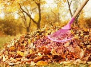 Почему вы должны прекратить сгребать осенние листья