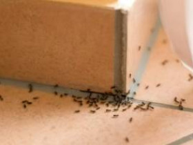12 простых способов борьбы с маленькими муравьями