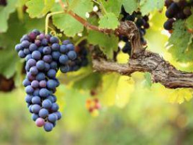 7 полезных свойств винограда