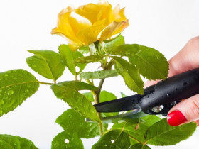 Как правильно обрезать розы после цветения - основные правила и описание технологии с видео