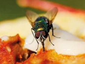 Что происходит, когда муха садится на еду