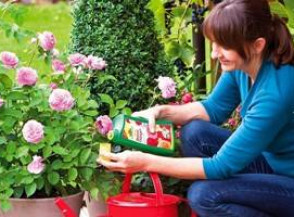 Как удобрять розы для красивых кустов