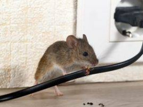 6 признаков мышей или крыс в вашем доме