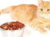 Сухой корм для кошек - как выбрать лучший по составу с овощами, витаминами и разными видами мяса