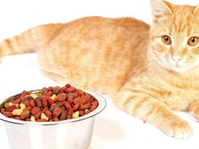 Сухой корм для кошек - как выбрать лучший по составу с овощами, витаминами и разными видами мяса