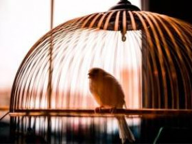 7 лучших видов тихих домашних птиц