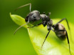 Народные средства от муравьев в огороде - самые эффективные рецепты для борьбы