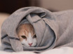 Кальцивироз у кошек - причины и признаки, симптомы, диагностика и схема лечения