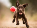10 лучших пород собак, которые любят играть
