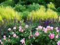 10 лучших растений-компаньонов для роз