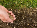 Как посадить семена травы на твердую почву и заставить их расти