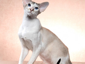 Ориентальная кошка - описание породы, базовые расцветки, характер и особенности ухода в домашних условиях
