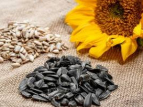 7 полезных свойств семян подсолнечника