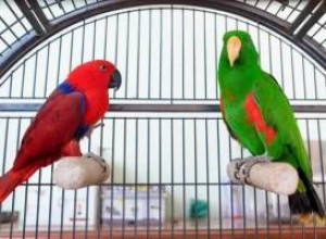 8 самых красочных видов попугаев