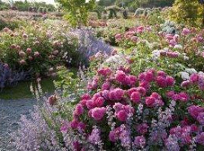 9 растений с дивным запахом для вашего сада