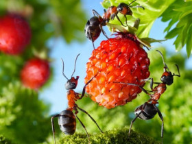 Как уничтожить муравейник на участке: средства от насекомых