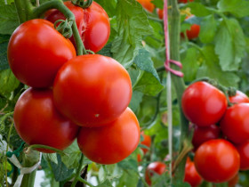 Подкормка помидоров во время цветения и плодоношения