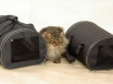 Переноска для кошки - как выбрать мягкую, пластиковую, рюкзак или корзинку по характеристикам и цене