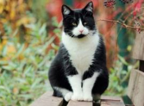 10 пород кошек с черно-белой окраской