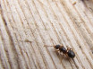 Ловушка для муравьев своими руками для дома и сада