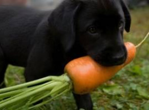 Какие овощи можно есть собакам