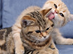 Стронгхолд для кошек - инструкция по применению капель от блох, глистов и клещей, дозировка, аналоги и цена