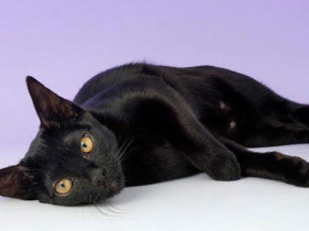 Бомбейская кошка - описание и характеристика породы, выращивание котят и содержание в домашних условиях