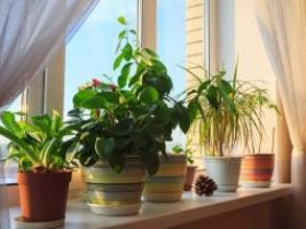 Польза комнатных растений для физического и психического здоровья