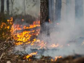 Как лесные пожары влияют на качество воздуха и здоровье