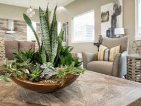 Лучшие комнатные растения для украшения вашего жизненного пространства