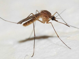 Самодельная ловушка для комаров - как сделать своими руками с фото