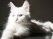 Ангорская кошка - описание и стандарт пород, окрасы и тип шерсти, особенности поведения и воспитания