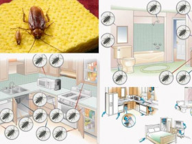 6 способов не допустить попадания тараканов и других насекомых в ваш дом