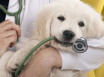 Лишай у собак - виды заболевания, пути заражения, симптомы, лечение в домашних условиях и профилактика