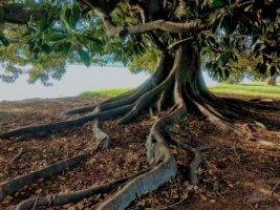 3 основные проблемы с корнями деревьев на участке