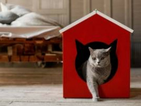 Как создать подходящий дом для кошек