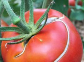 Почему помидоры трескаются