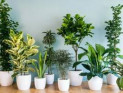 9 лучших теневыносливых комнатных растений, которые оживят ваш интерьер