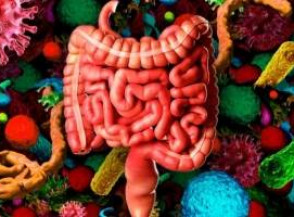 Что такое кишечный микробиом, как он влияет на здоровье