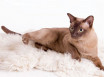 Бурманская кошка - описание и характеристики породы, разновидности, особенности содержания и кормления